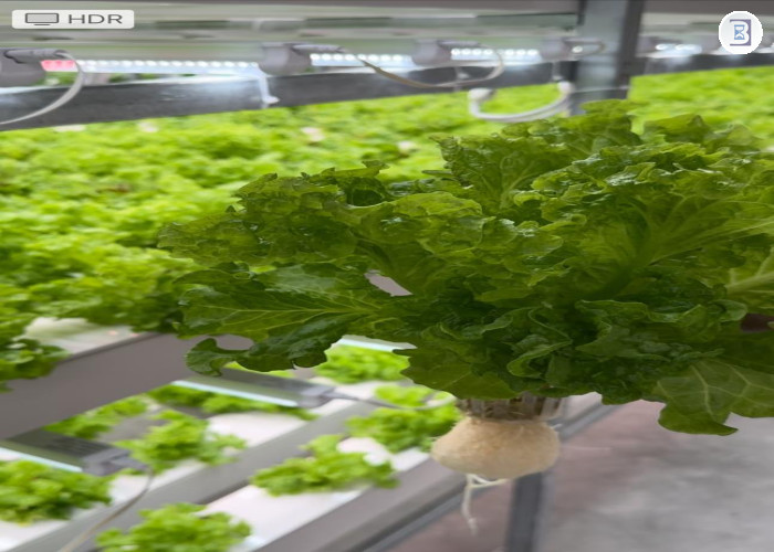 AGRITECH-HYDROPONICS FARM- READY TO OPERATE -  BUSINESS FOR SALE IN DIP-DUBAI